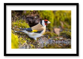 Szczygieł (Carduelis carduelis)