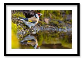 Szczygieł (Carduelis carduelis)