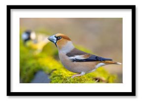 Grubodziób, pestkojad, grabołusk (Coccothraustes coccothraustes)