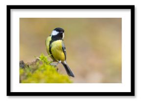 Bogatka (Parus major)