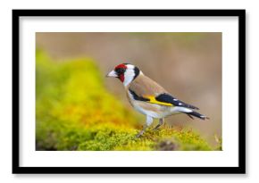 Szczygieł (Carduelis carduelis)