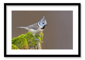Czubatka (Lophophanes cristatus)