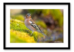 Zięba (Fringilla coelebs)