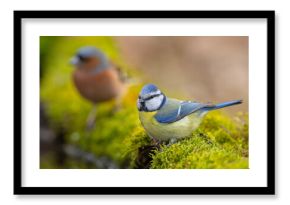 Modraszka (Cyanistes caeruleus)