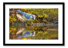 Modraszka (Cyanistes caeruleus)