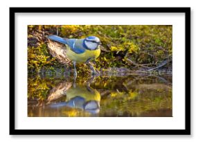 Modraszka (Cyanistes caeruleus)