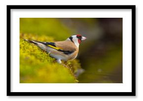 Szczygieł (Carduelis carduelis)