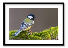 Bogatka (Parus major)