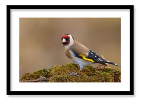 Szczygieł (Carduelis carduelis)