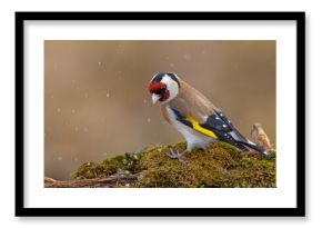 Szczygieł (Carduelis carduelis)