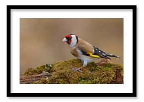 Szczygieł (Carduelis carduelis)