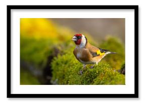 Szczygieł (Carduelis carduelis)