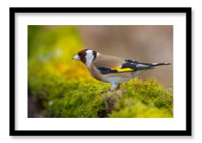 Szczygieł (Carduelis carduelis)