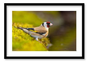 Szczygieł (Carduelis carduelis)
