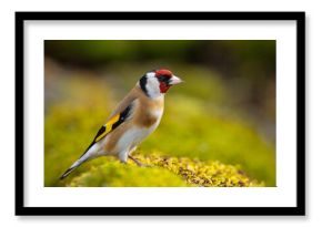 Szczygieł (Carduelis carduelis)