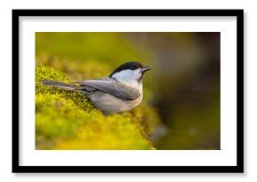 Czarnogłówka (Poecile montanus)