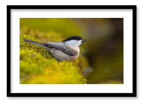 Czarnogłówka (Poecile montanus)