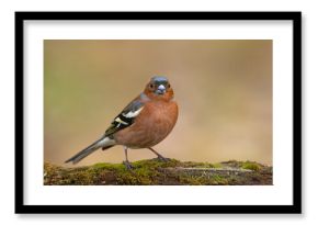 Zięba (Fringilla coelebs)