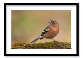 Zięba (Fringilla coelebs)