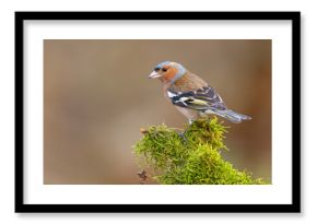 Zięba (Fringilla coelebs)