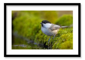 Czarnogłówka (Poecile montanus)