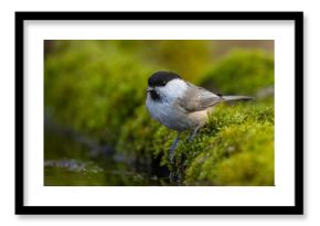 Czarnogłówka (Poecile montanus)