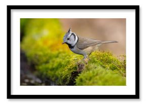 Czubatka (Lophophanes cristatus)