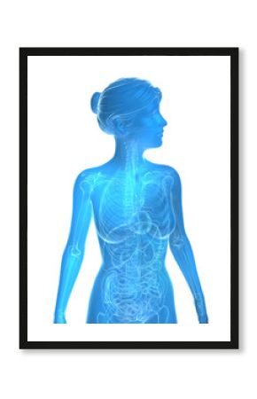 Transparent 3d illustration of female anatomy. Blue image of internal organs and bones on white background.
