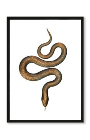 Bronze Snake isolated on White Background. 3D illustration