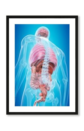 Human internal organs, illustration