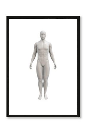 Male body anatomical illustration over a light background.