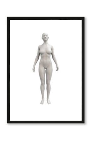 Female body anatomical illustration over a light background.