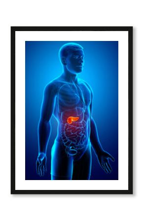 3d rendered, medically accurate illustration of a male pancreas