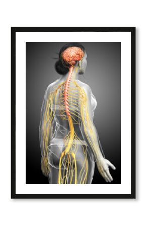 3d rendered medically accurate illustration of a female nervous system