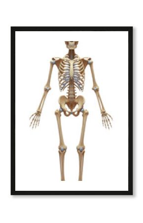 Detailed Human Skeleton Model Standing With Visible Joints In A Transparent Background