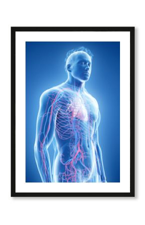 3d rendered medically accurate illustration of the human heart and vascular system