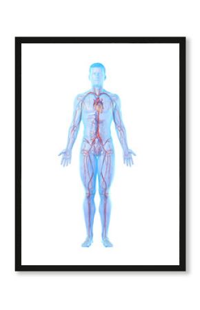 3d rendered medically accurate illustration of a mans vascular system