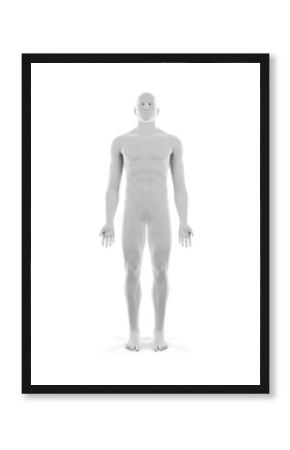 3d rendered medically accurate illustration of the male body