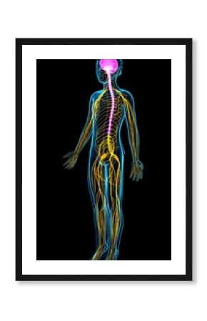 Nervous system, illustration