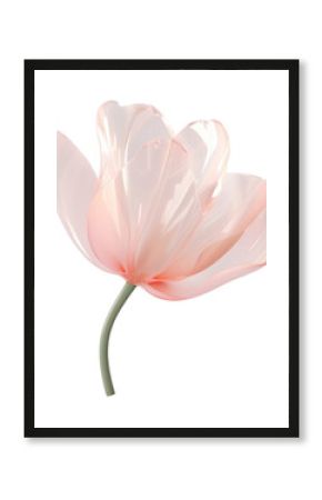 PNG Tulip flower blossom petal plant.