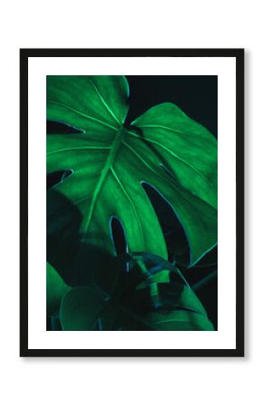 Monstera deliciosa, Monstera dziurawa