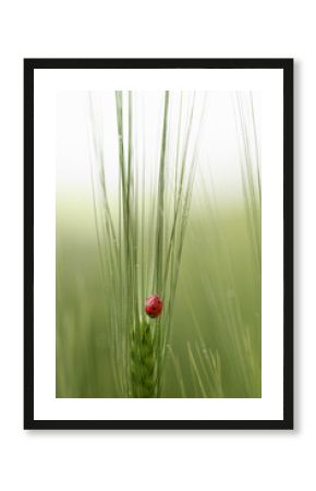 ladybug on grass