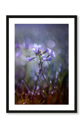 Flowers in the morning