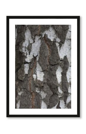 bark of a tree. texture
