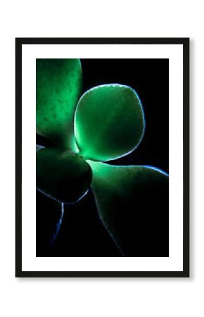 green, leaves, green leaves, nature, structure, abstraction, nature, eco, plants, green plants, macro, texture, texture,