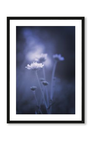 flower in the sky