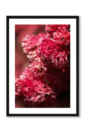 red rose petals