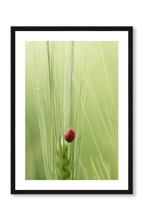 ladybug on grass