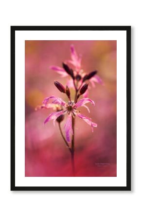 Pink lily flower