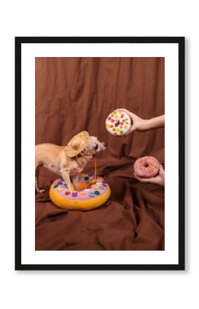 Cute glamur chihuahua in pink dress with donuts